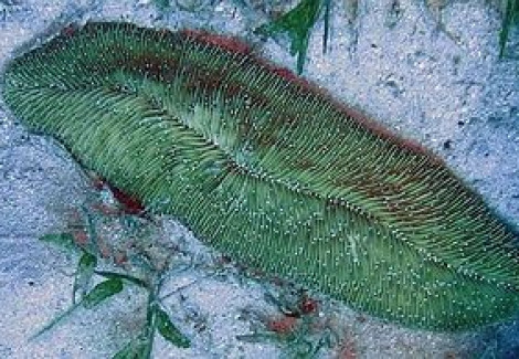 Herpolitha Limax (Green) M