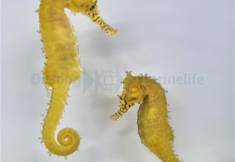 Hippocampus Barbouri - Allevato Europa S