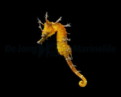 Hippocampus Erectus (Yellow) - Djm Allevato Europa M