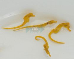 Hippocampus Reidi (Bright Yellow) Allevato Europa Ml