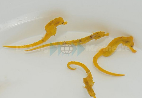 Hippocampus Reidi (Bright Yellow) Allevato Europa Ml