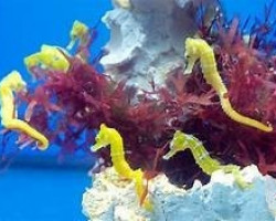 Hippocampus Reidi Yellow M