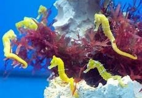 Hippocampus Reidi Yellow M