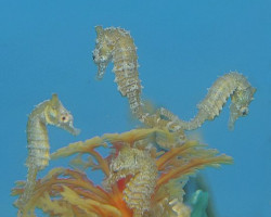 Hippocampus Zosterae (Dwarf Seahorse) Allevato Europa M