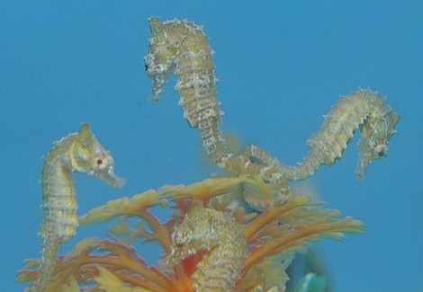 Hippocampus Zosterae (Dwarf Seahorse) Allevato Europa M