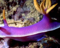 Hypselodoris Apolegma