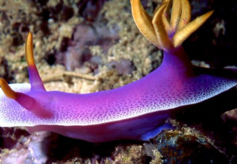 Hypselodoris Apolegma