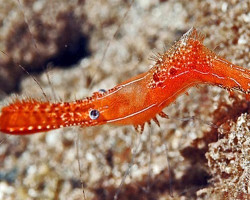 Leander Plumosus M