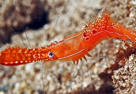 Leander Plumosus M