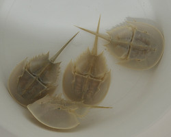 Limulus Polyphemus S