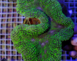 Lobophyllia Spp. (Green Premium) Ml