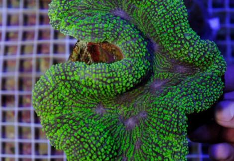 Lobophyllia Spp. (Green Premium) Ml