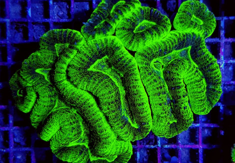 Lobophyllia Spp. (Green Ultra) L