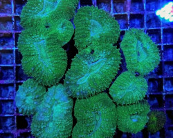 Lobophyllia Spp. (Green) L