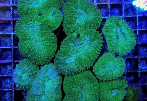 Lobophyllia Spp. (Green) L