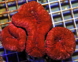 Lobophyllia Spp. (Orange/Red Premium) Xs