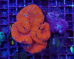 Lobophyllia Spp. (Orange/Red Ultra) Ml