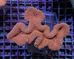 Lobophyllia Spp. (Orange/Red) L