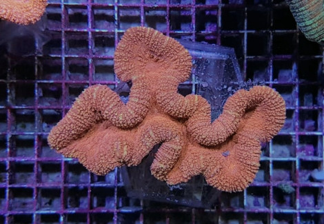 Lobophyllia Spp. (Orange/Red) L