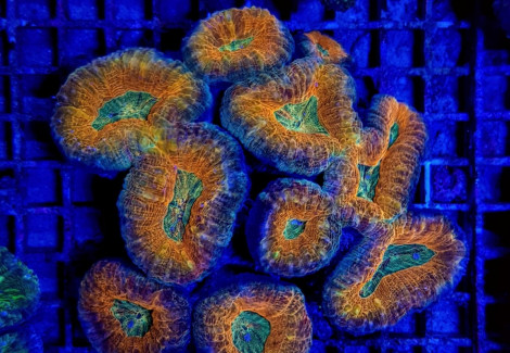 Lobophyllia Spp. (Orange/Red) Xl