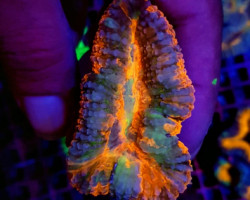 Lobophyllia Spp. (Rainbow) M