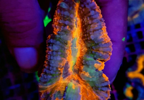 Lobophyllia Spp. (Rainbow) M