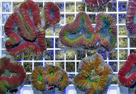 Lobophyllia Spp. (Splitcolor Rainbow) Xs