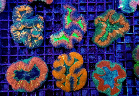 Lobophyllia Spp. (Splitcolor) Xs