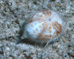 Maretia Planulata M