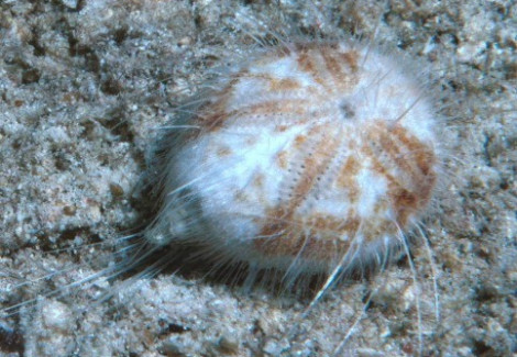 Maretia Planulata M