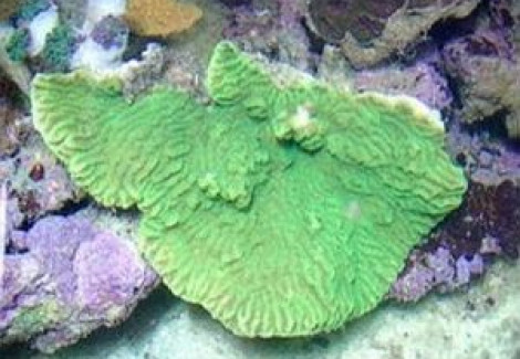 Merulina Ampliata (Green) M