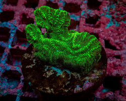 Merulina Ampliata Green (Frag) M