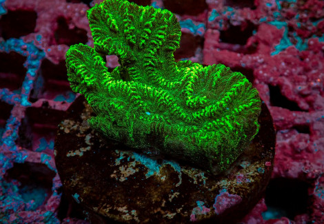 Merulina Ampliata Green (Frag) M