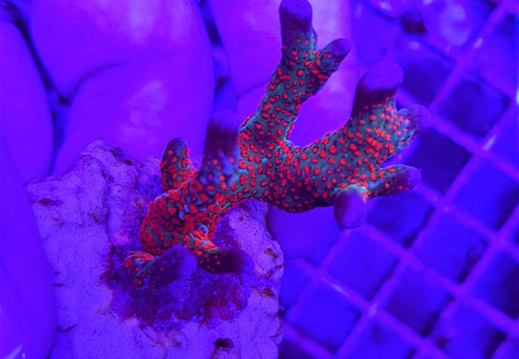 Montipora  (Branched Forest Fire) Xs