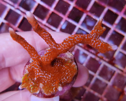 Montipora  Branched Forest Fire (Frag) M