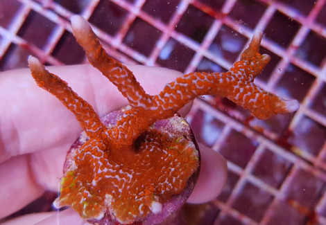 Montipora  Branched Forest Fire (Frag) M