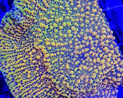 Montipora  Signature Xs