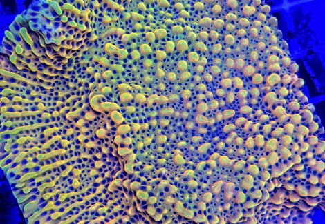 Montipora  Signature Xs