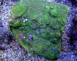 Montipora Australiensis (Green Polyp) Xs