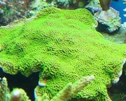 Montipora Australiensis Green Polyp (Frag) M