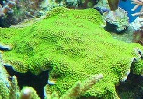 Montipora Australiensis Green Polyp (Frag) M