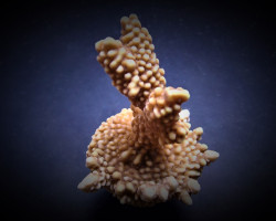 Montipora Capitata (Frag) M