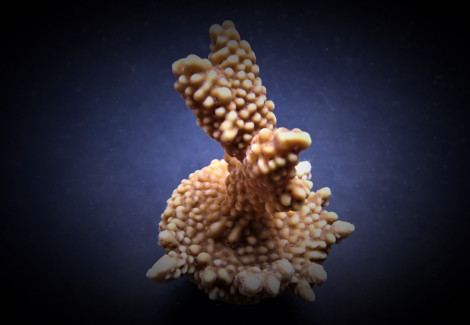 Montipora Capitata (Frag) M