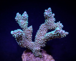 Montipora Capitata S