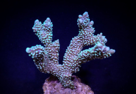 Montipora Capitata S