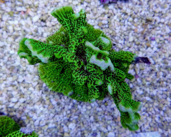 Montipora Confusa (Frag) M