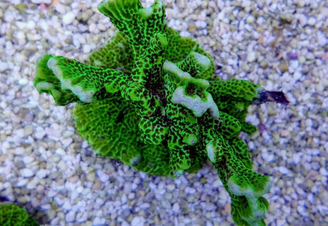 Montipora Confusa (Frag) M