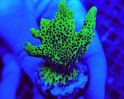 Montipora Confusa (Frag) M