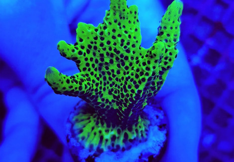 Montipora Confusa (Frag) M