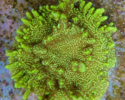 Montipora Confusa L